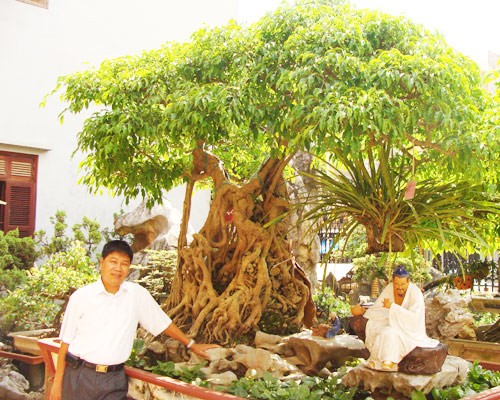"Ông bụt” là cây tùng có tuổi đời hơn 500 năm, thuộc sở hữu của Phạm Văn Toàn (Toàn đôla) ở Việt Trì, Phú Thọ. Cây còn được gọi là “đại cổ tùng”, liệt vào hàng có một không hai trong làng sinh vật cảnh Việt Nam. Cây được định giá 1,2 triệu USD